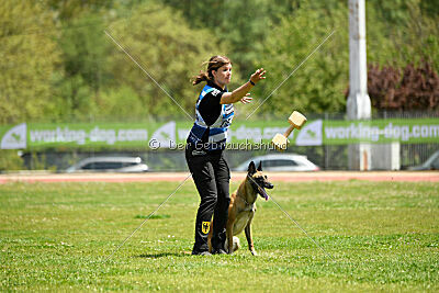 Fire vom schnellen Falken