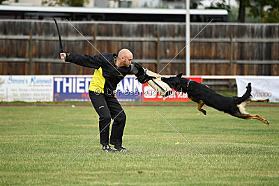 Forrest del Camino Duro