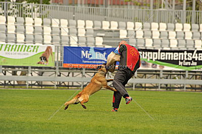 Fox von der schoenen Ecke