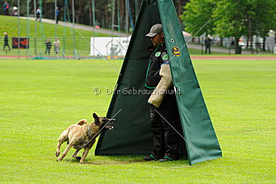 Fox von der schoenen Ecke