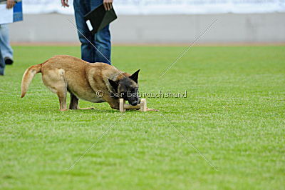 Fox von der schoenen Ecke