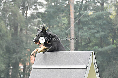 Fraser vom Schützenbruch
