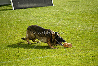 Freddy Tespo Bohemia