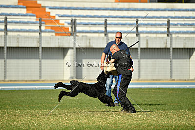 Frenklin ze Slunecné verandy