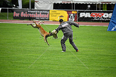 Friedel vom schnellen Falken