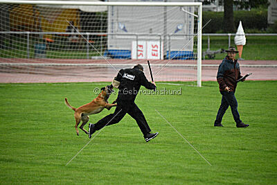 Friedel vom schnellen Falken