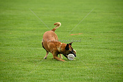 Friedel vom schnellen Falken