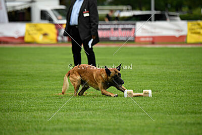 Friedel vom schnellen Falken
