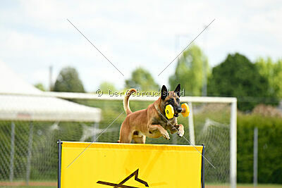 Friedel vom schnellen Falken