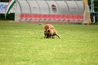 Friedel vom schnellen Falken