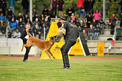 Friedel vom schnellen Falken