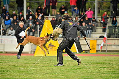Friedel vom schnellen Falken