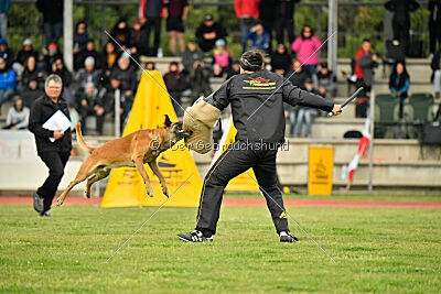 Friedel vom schnellen Falken