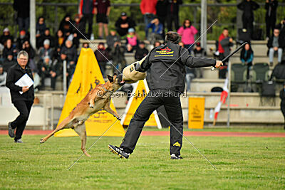Friedel vom schnellen Falken