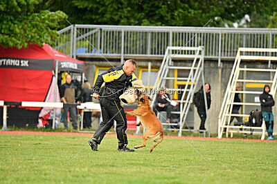 Friedel vom schnellen Falken