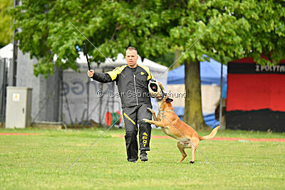 Friedel vom schnellen Falken