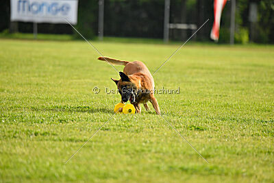 Friedel vom schnellen Falken