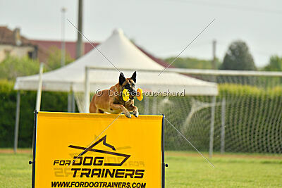 Friedel vom schnellen Falken