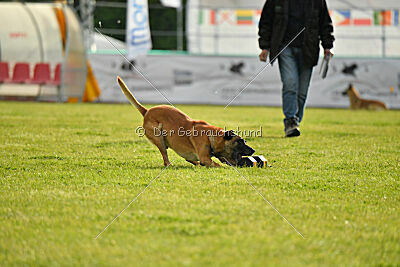 Friedel vom schnellen Falken