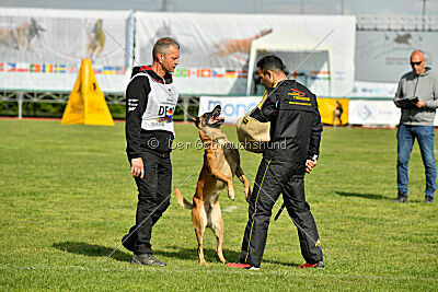 Friedel vom schnellen Falken
