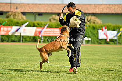 Friedel vom schnellen Falken