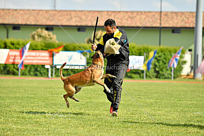 Friedel vom schnellen Falken