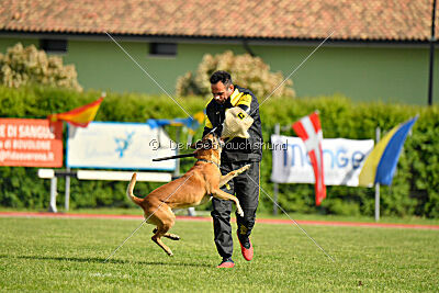 Friedel vom schnellen Falken