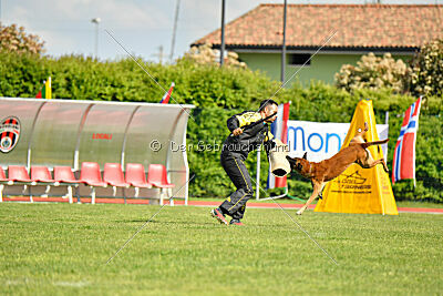 Friedel vom schnellen Falken
