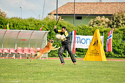 Friedel vom schnellen Falken