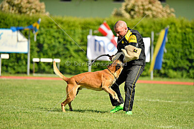 Friedel vom schnellen Falken