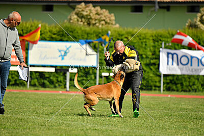 Friedel vom schnellen Falken
