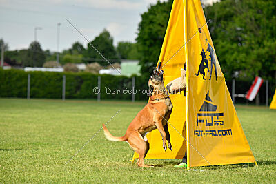 Friedel vom schnellen Falken
