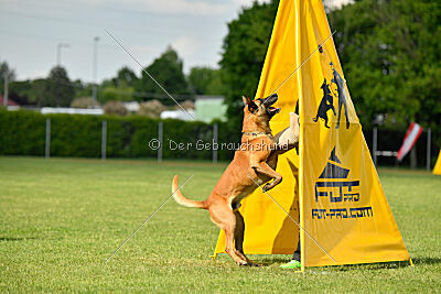Friedel vom schnellen Falken