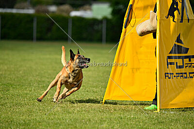 Friedel vom schnellen Falken