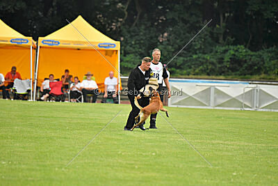 Friedel vom schnellen Falken