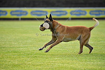 Friedel vom schnellen Falken
