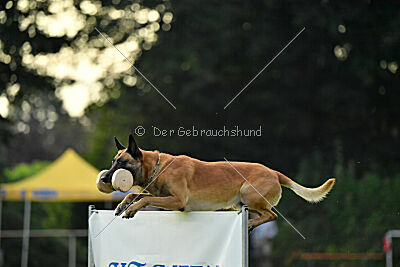 Friedel vom schnellen Falken