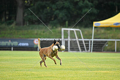 Friedel vom schnellen Falken
