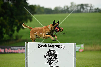 Friedel vom schnellen Falken