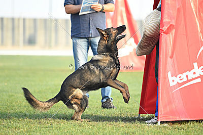 Fritz vom Niederheider Hof