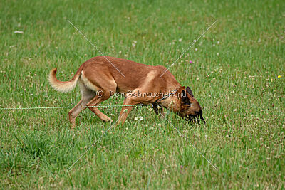 Furan vom Streitwald