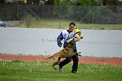 G'Dracarys Force Canina