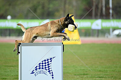 G'Dracarys Force Canina