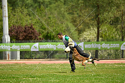 G'Dracarys Force Canina