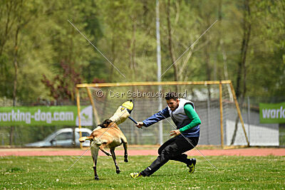 G'Dracarys Force Canina
