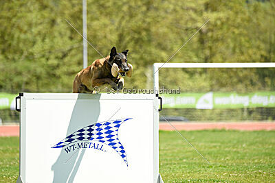 G'Dracarys Force Canina