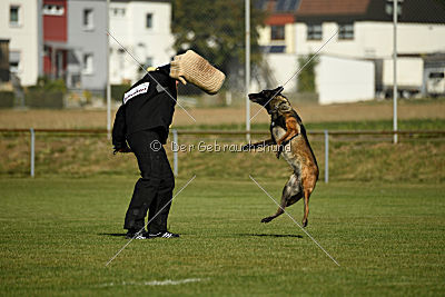 Gemfire the Flying Eagle