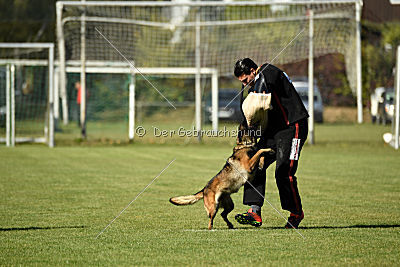 Gemfire the Flying Eagle