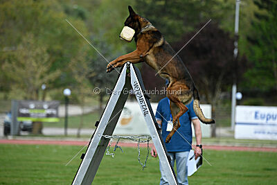 Genius Team Veranis K-9 Center