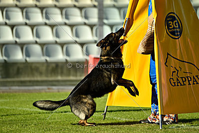 Gero z Berounske Basty